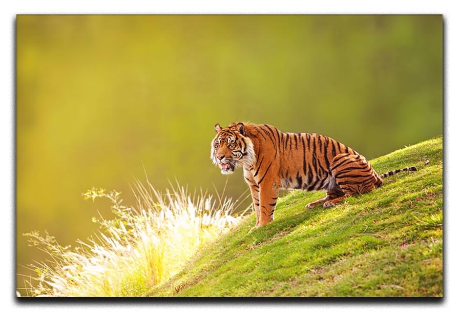 Beautiful Sumatran Tiger Canvas Print or Poster - Canvas Art Rocks - 1