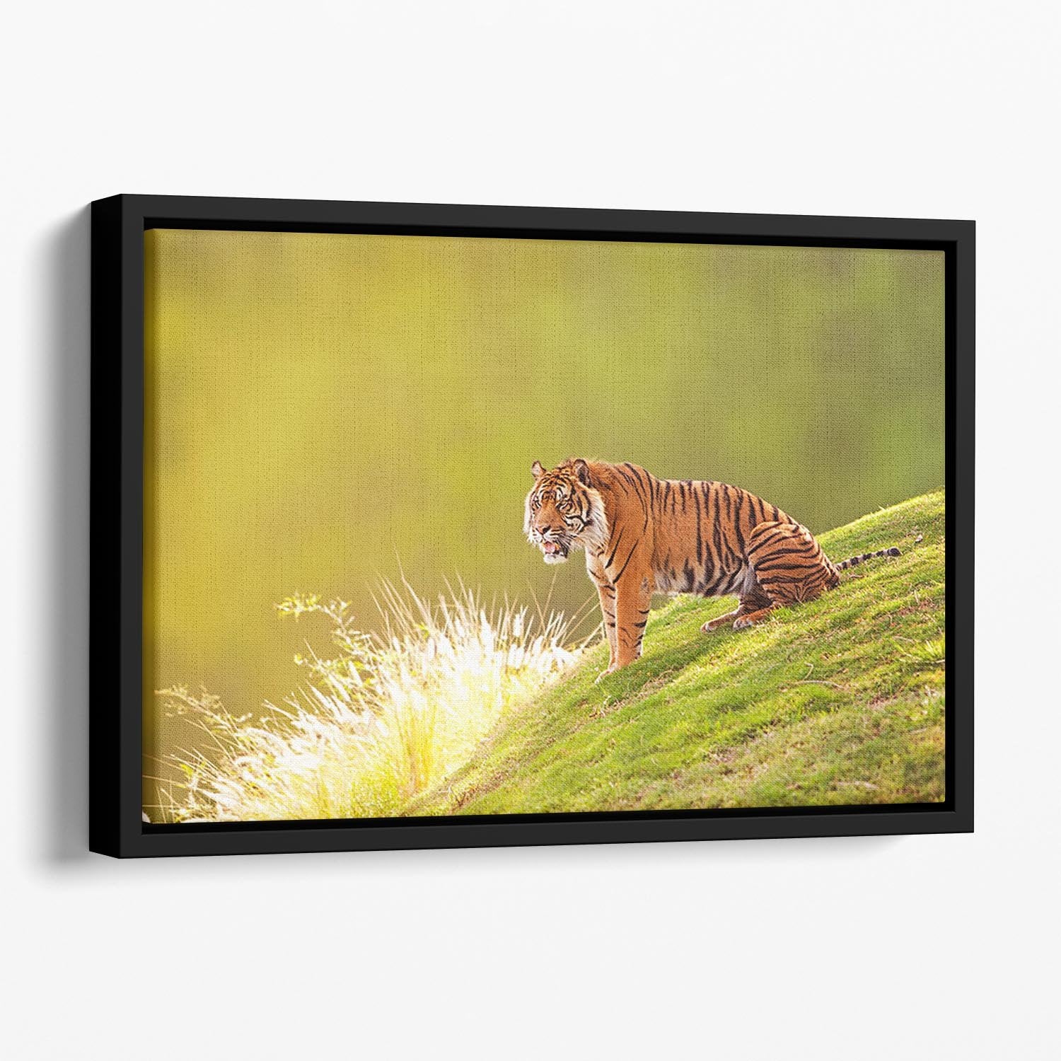 Beautiful Sumatran Tiger Floating Framed Canvas - Canvas Art Rocks - 1