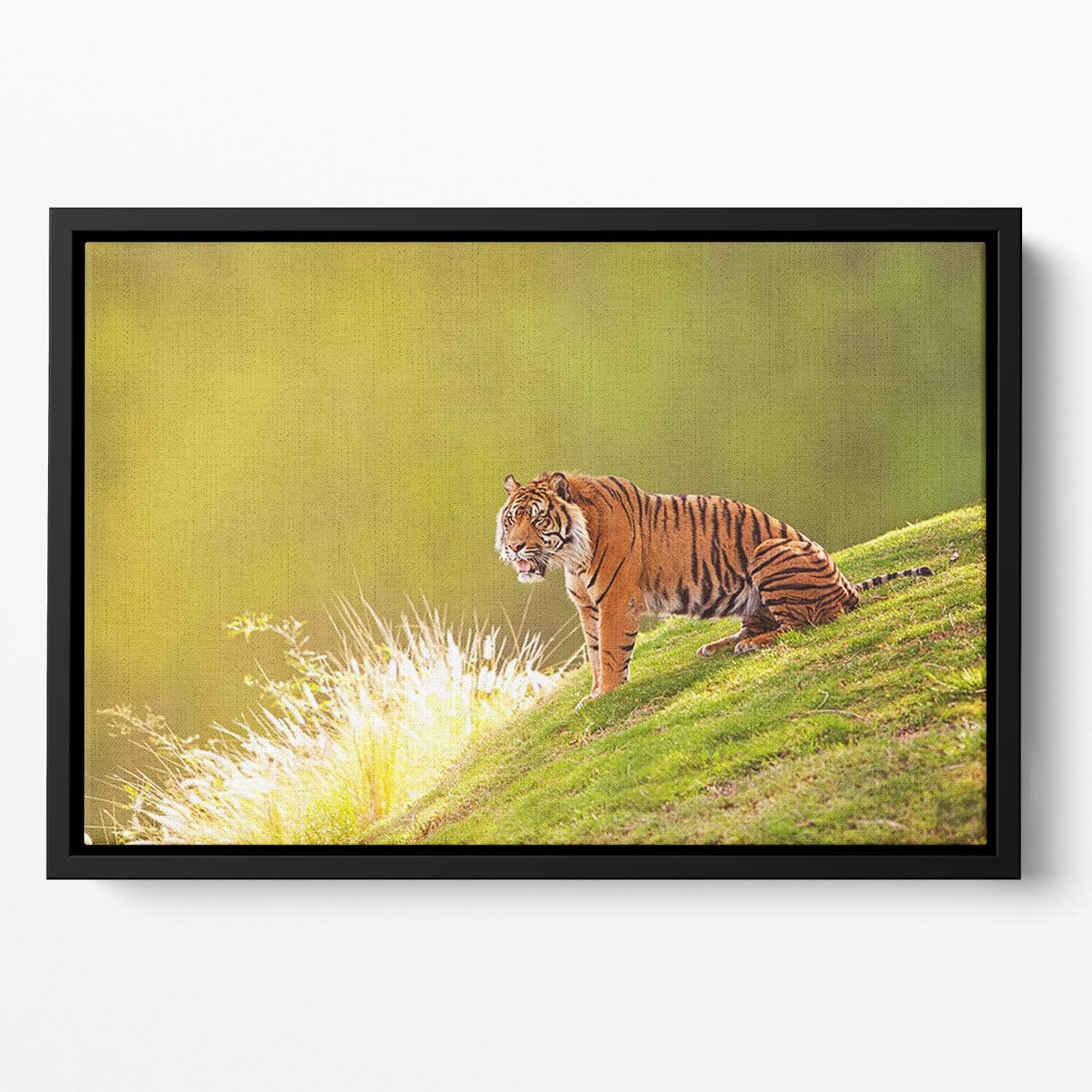 Beautiful Sumatran Tiger Floating Framed Canvas - Canvas Art Rocks - 2