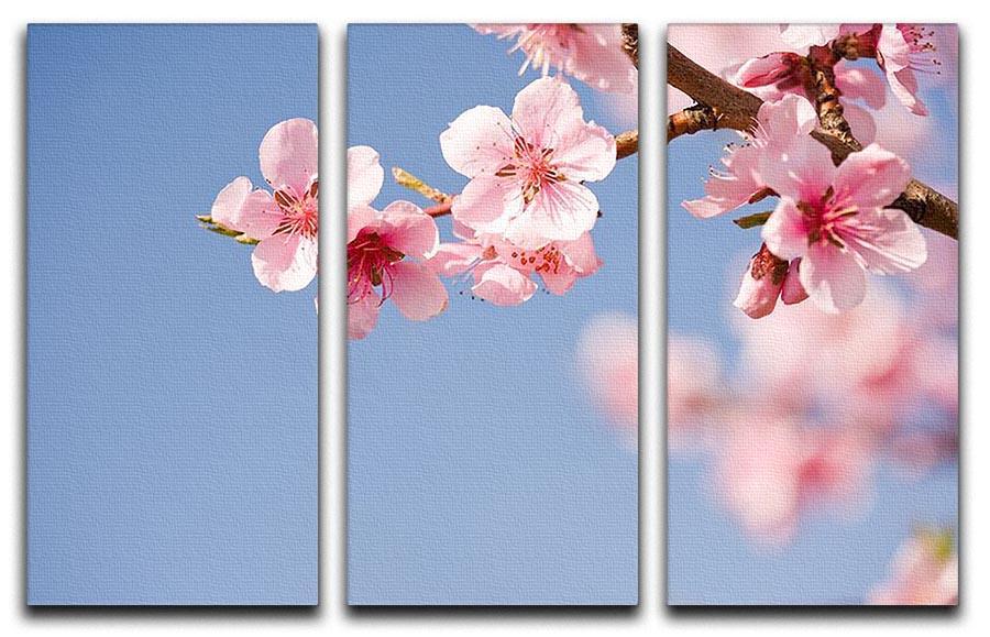 Beautiful colorful fresh spring flowers 3 Split Panel Canvas Print - Canvas Art Rocks - 1