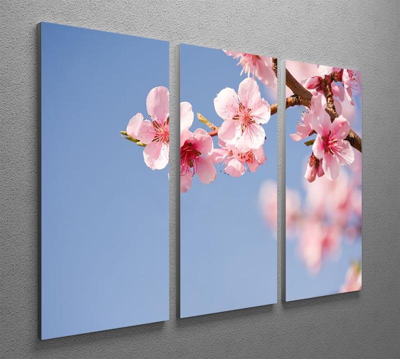 Beautiful colorful fresh spring flowers 3 Split Panel Canvas Print - Canvas Art Rocks - 2
