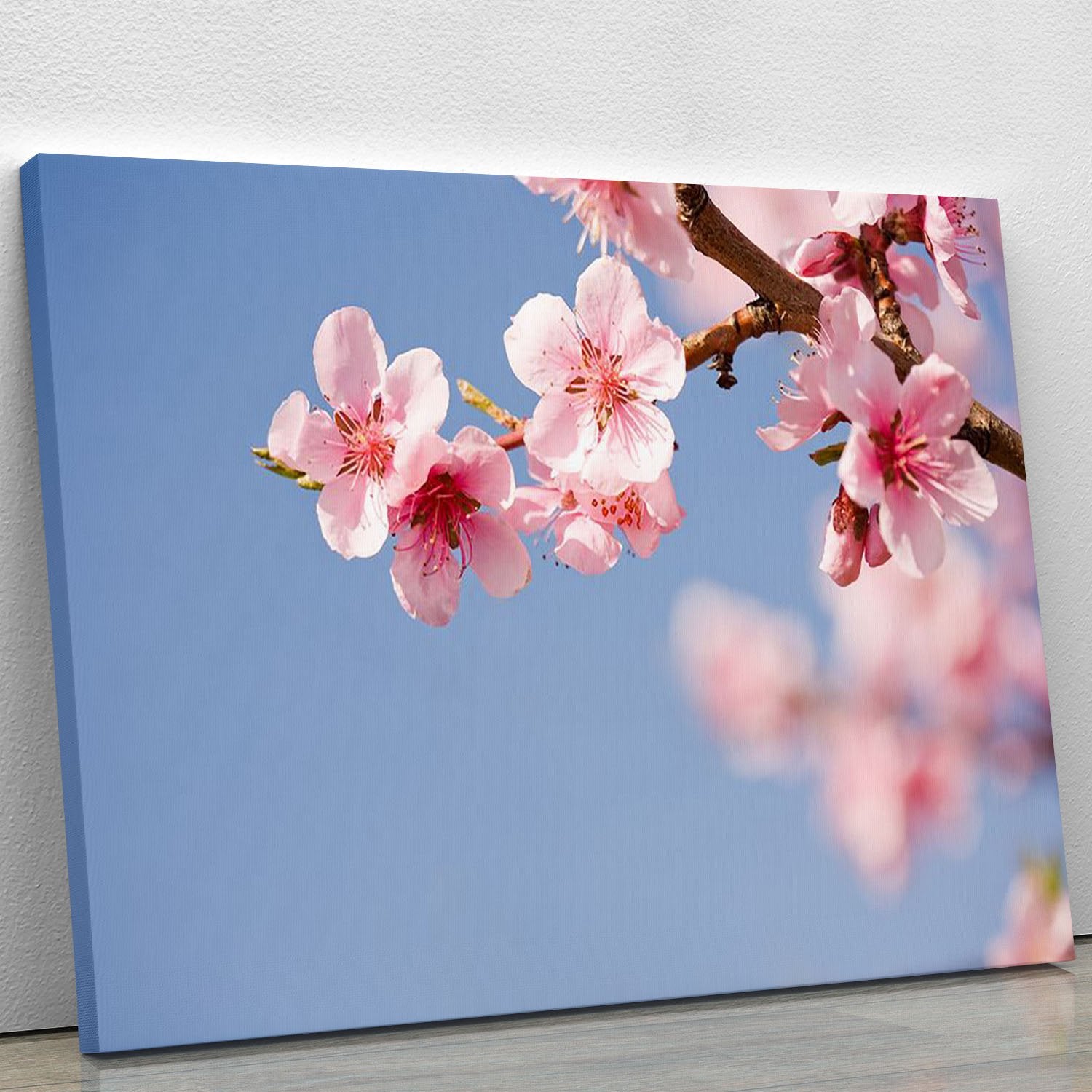 Beautiful colorful fresh spring flowers Canvas Print or Poster