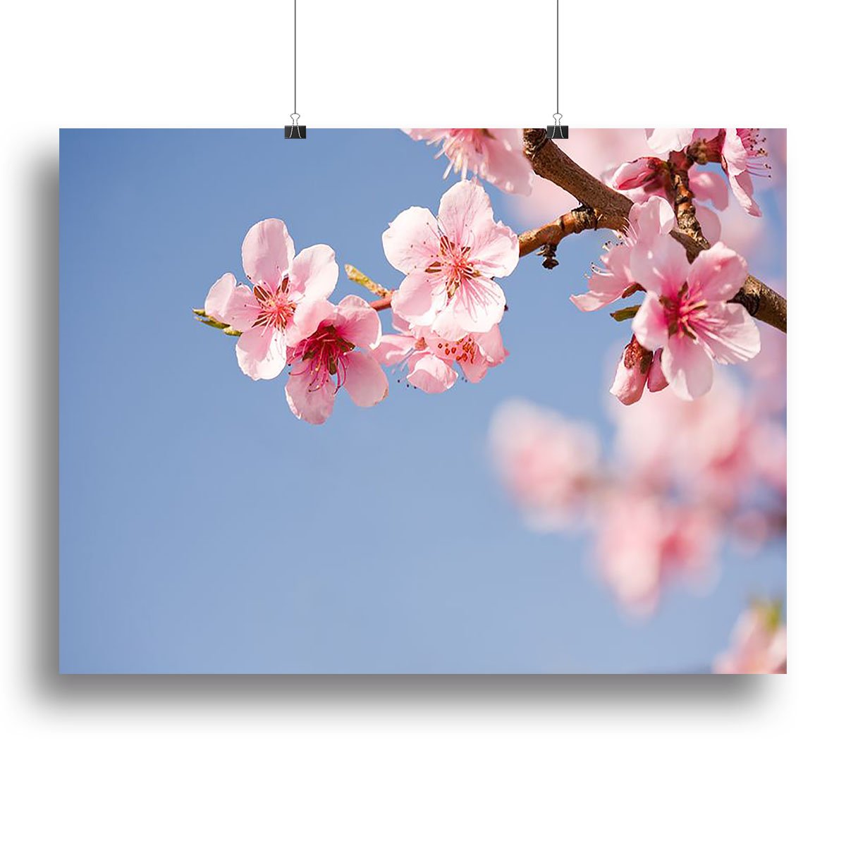 Beautiful colorful fresh spring flowers Canvas Print or Poster