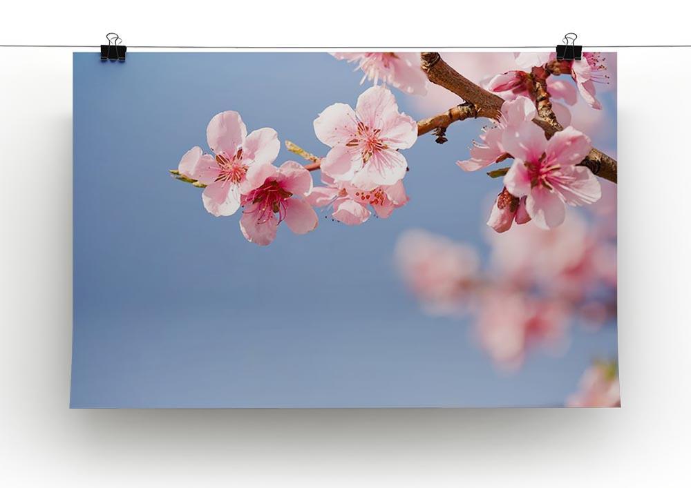 Beautiful colorful fresh spring flowers Canvas Print or Poster - Canvas Art Rocks - 2