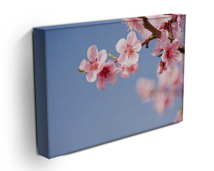 Beautiful colorful fresh spring flowers Canvas Print or Poster - Canvas Art Rocks - 3