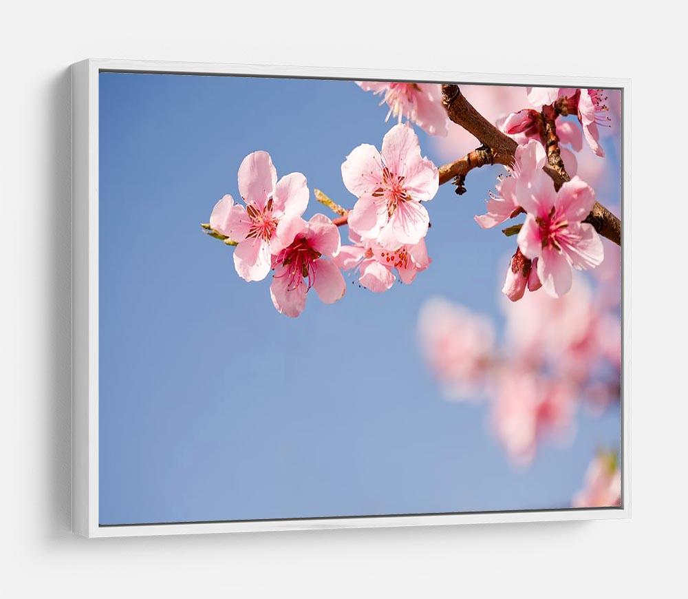Beautiful colorful fresh spring flowers HD Metal Print