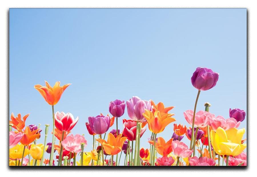 Beautiful coloured flowers Canvas Print or Poster  - Canvas Art Rocks - 1