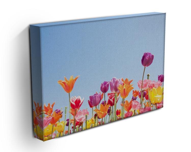 Beautiful coloured flowers Canvas Print or Poster - Canvas Art Rocks - 3