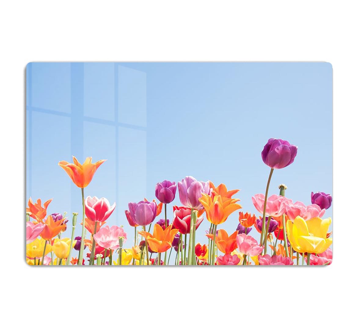 Beautiful coloured flowers HD Metal Print