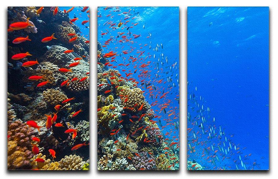 Beautiful coral reef with fish in Red sea 3 Split Panel Canvas Print - Canvas Art Rocks - 1