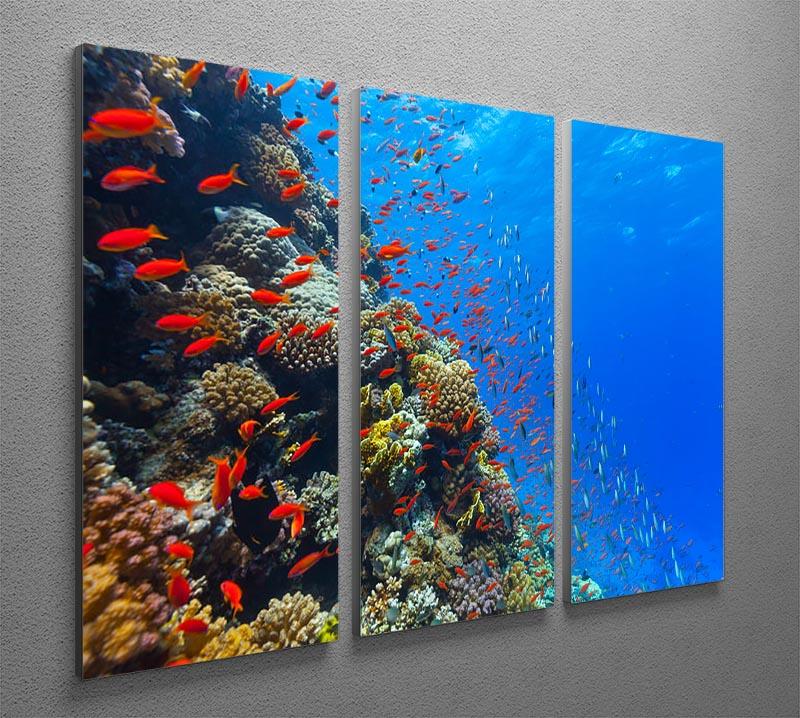Beautiful coral reef with fish in Red sea 3 Split Panel Canvas Print - Canvas Art Rocks - 2