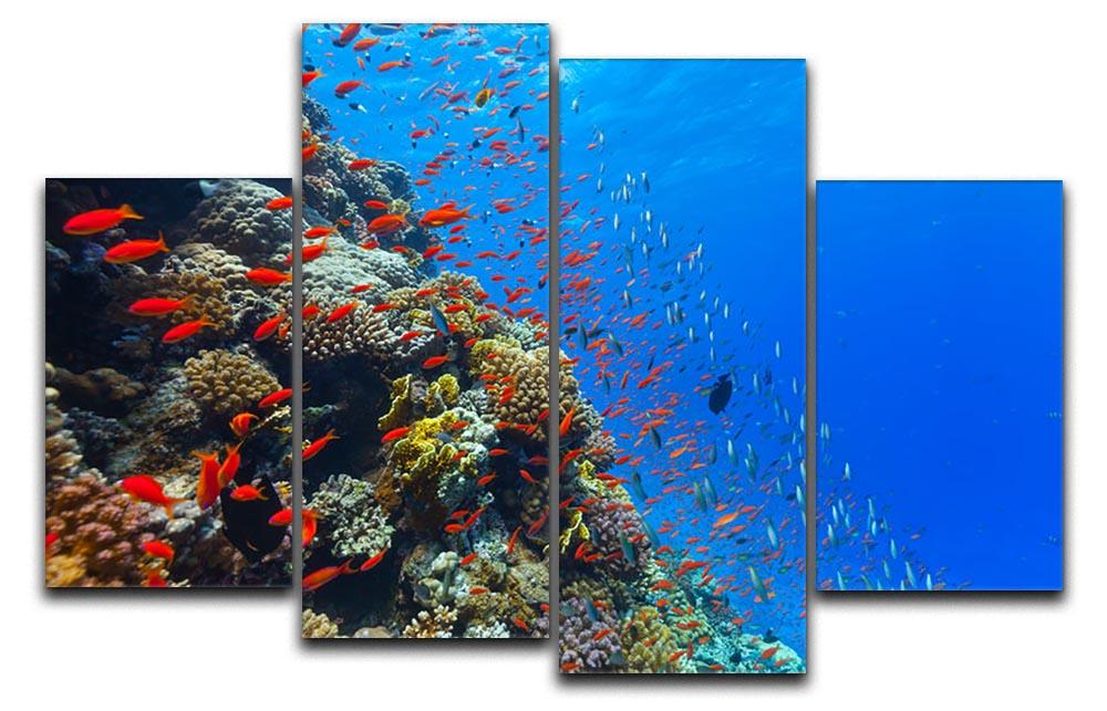 Beautiful coral reef with fish in Red sea 4 Split Panel Canvas - Canvas Art Rocks - 1