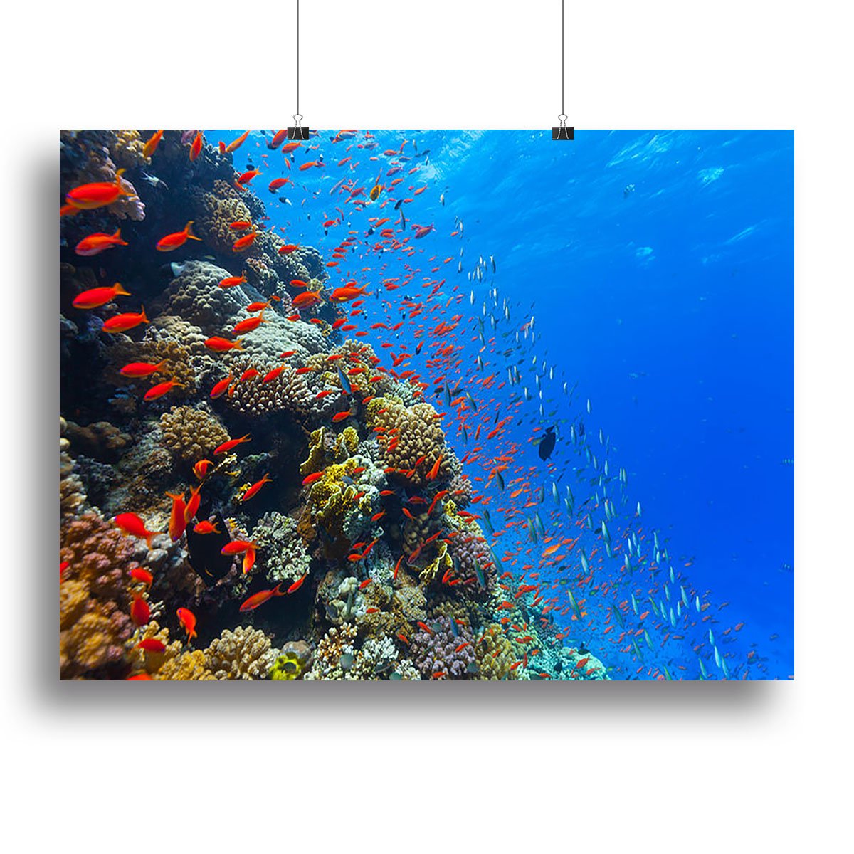 Beautiful coral reef with fish in Red sea Canvas Print or Poster