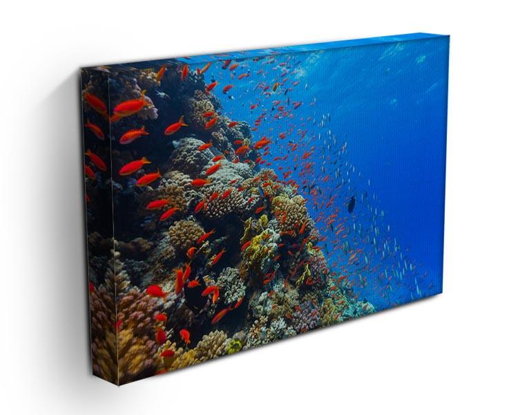 Beautiful coral reef with fish in Red sea Canvas Print or Poster - Canvas Art Rocks - 3