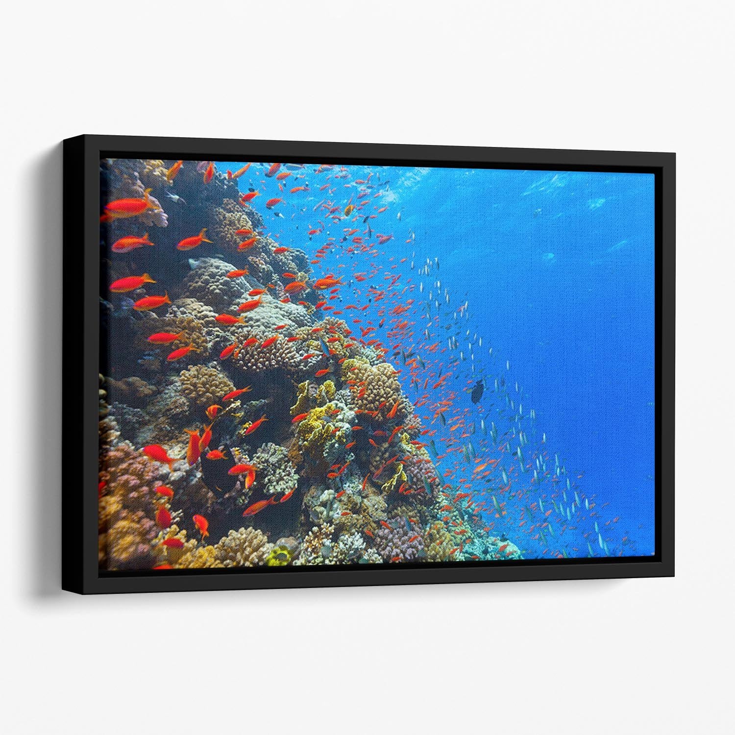Beautiful coral reef with fish in Red sea Floating Framed Canvas - Canvas Art Rocks - 1