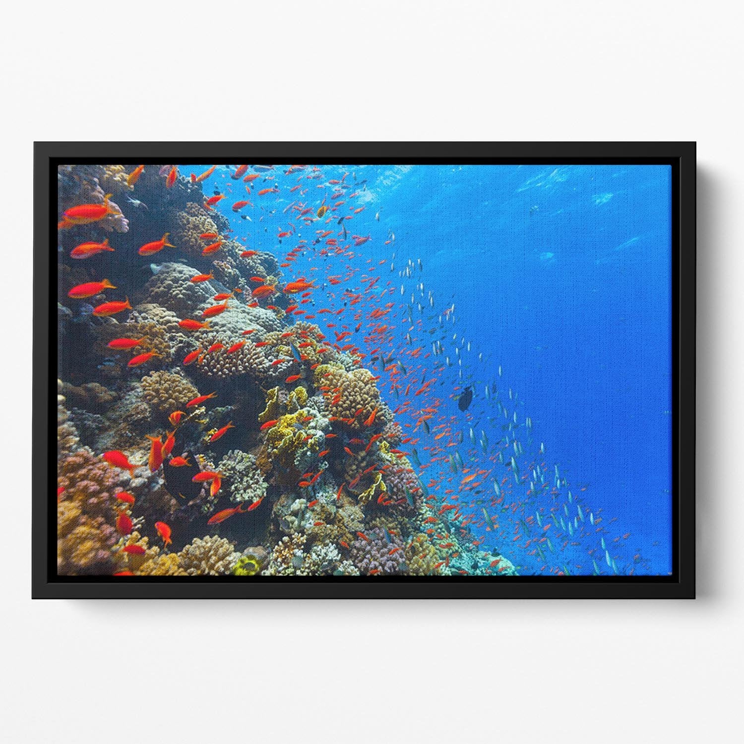 Beautiful coral reef with fish in Red sea Floating Framed Canvas - Canvas Art Rocks - 2
