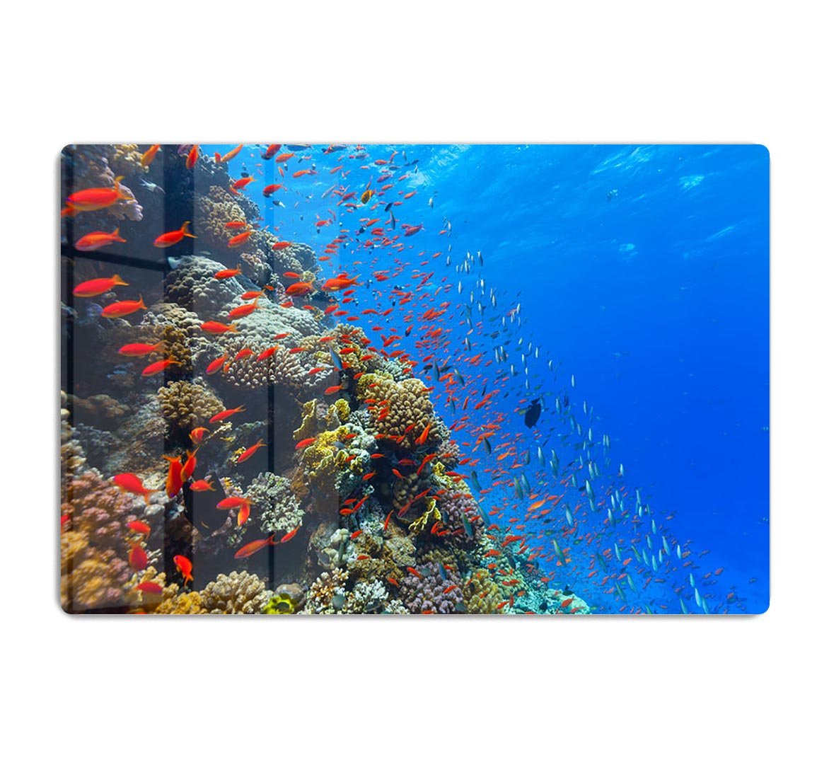 Beautiful coral reef with fish in Red sea HD Metal Print - Canvas Art Rocks - 1