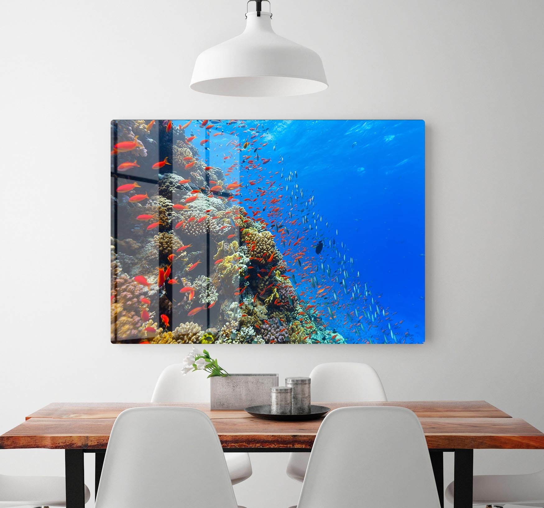 Beautiful coral reef with fish in Red sea HD Metal Print - Canvas Art Rocks - 2
