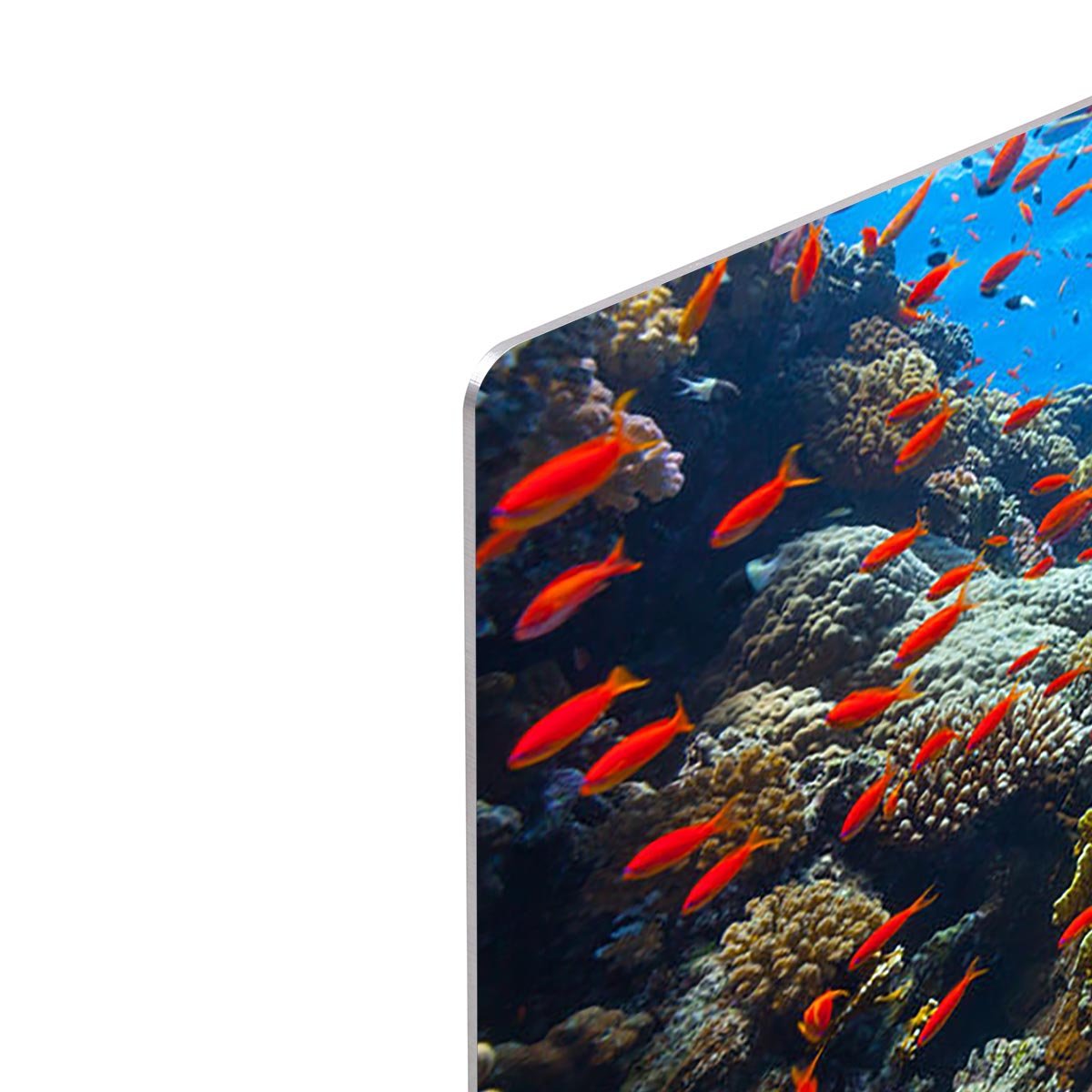 Beautiful coral reef with fish in Red sea HD Metal Print - Canvas Art Rocks - 4