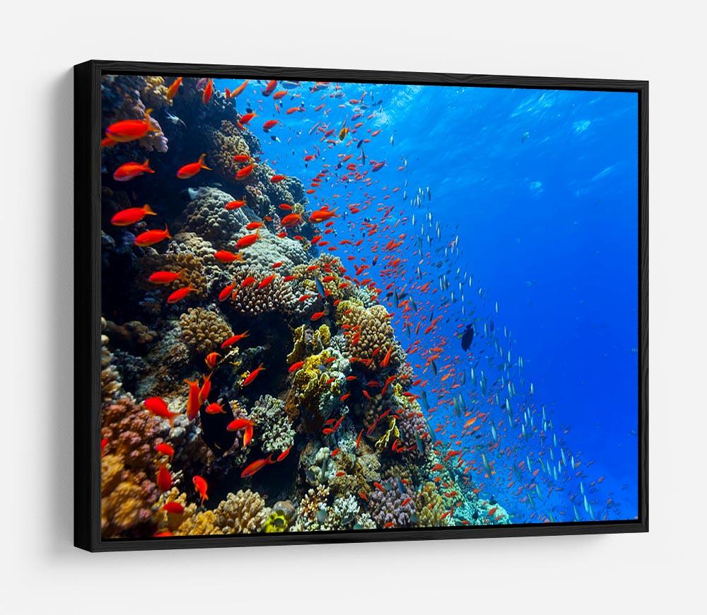 Beautiful coral reef with fish in Red sea HD Metal Print - Canvas Art Rocks - 6