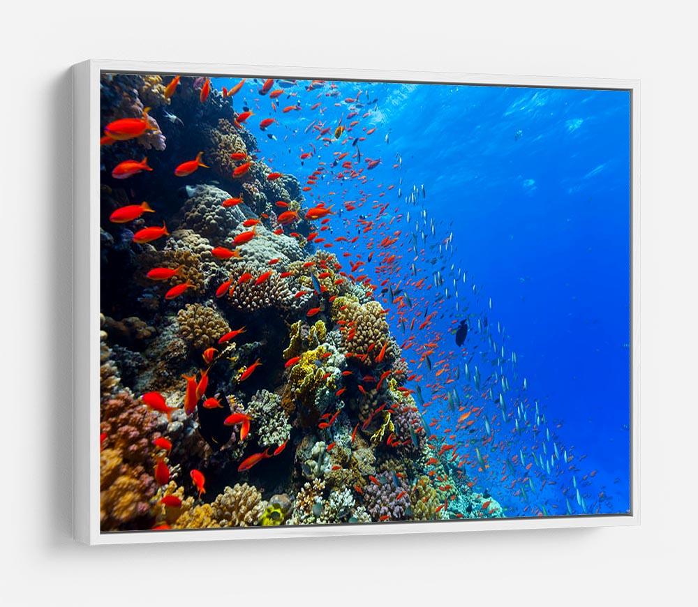 Beautiful coral reef with fish in Red sea HD Metal Print - Canvas Art Rocks - 7