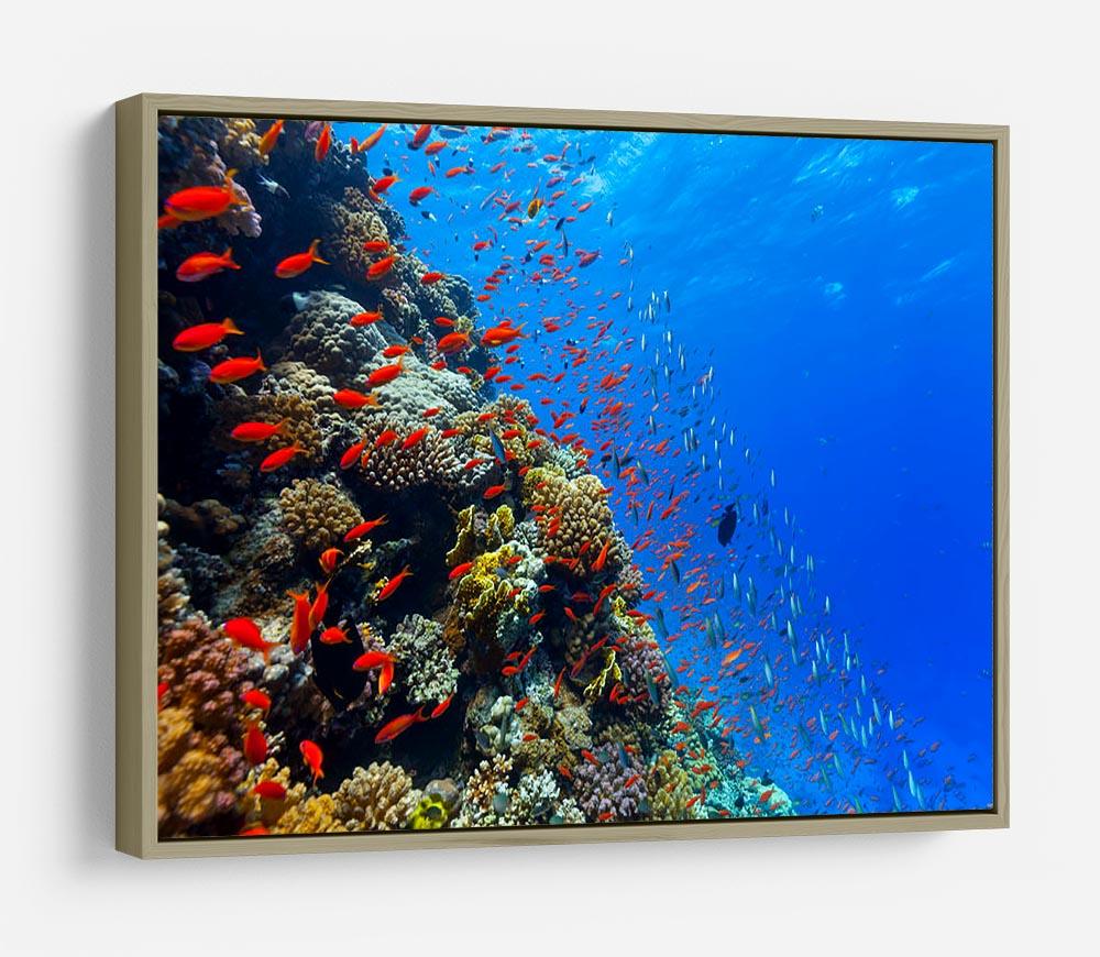 Beautiful coral reef with fish in Red sea HD Metal Print - Canvas Art Rocks - 8