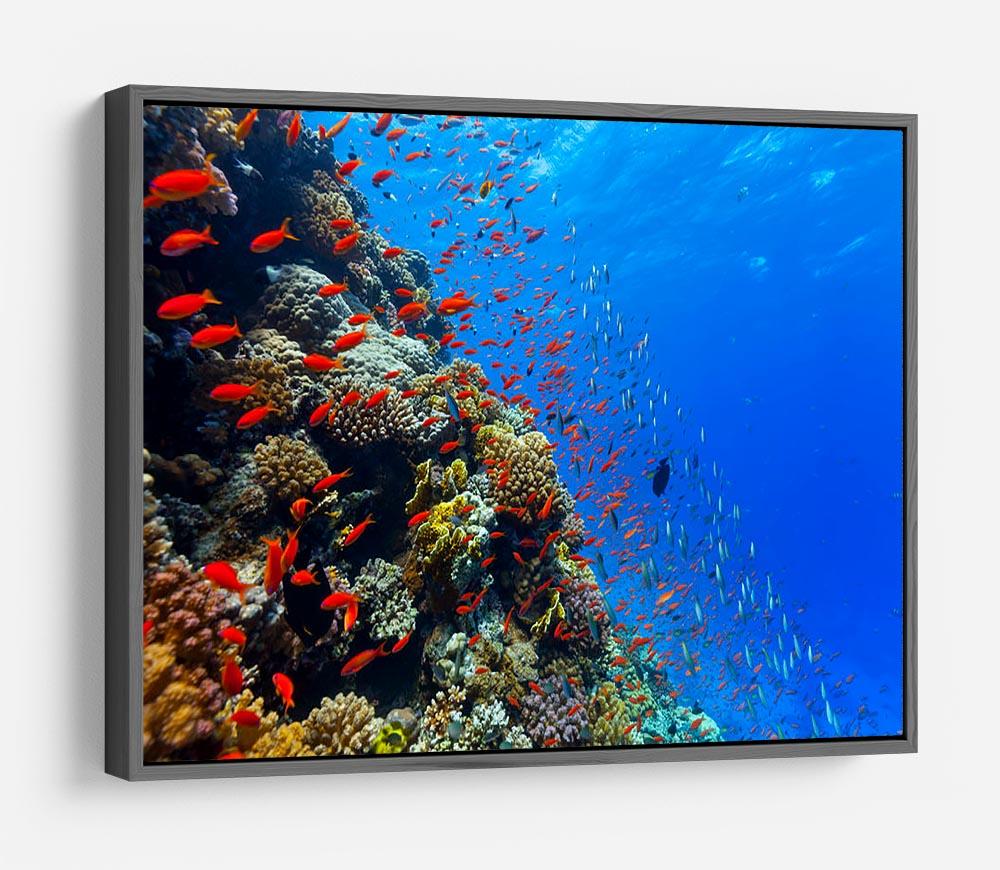 Beautiful coral reef with fish in Red sea HD Metal Print - Canvas Art Rocks - 9