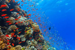 Beautiful coral reef with fish in Red sea Wall Mural Wallpaper - Canvas Art Rocks - 1