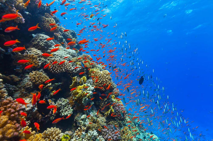 Beautiful coral reef with fish in Red sea Wall Mural Wallpaper