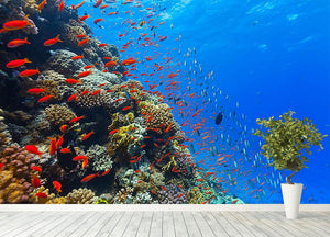 Beautiful coral reef with fish in Red sea Wall Mural Wallpaper - Canvas Art Rocks - 4