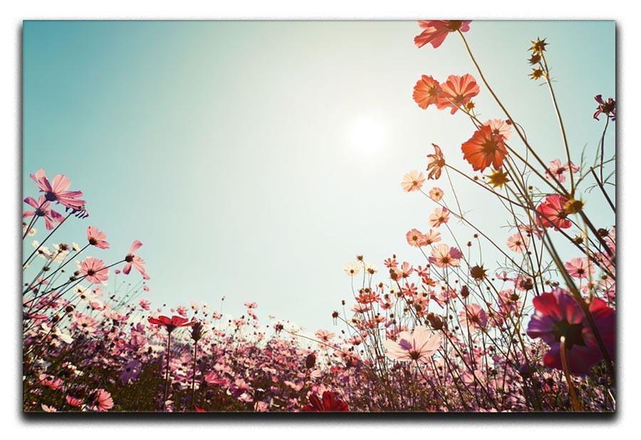 Beautiful cosmos flower field Canvas Print or Poster  - Canvas Art Rocks - 1