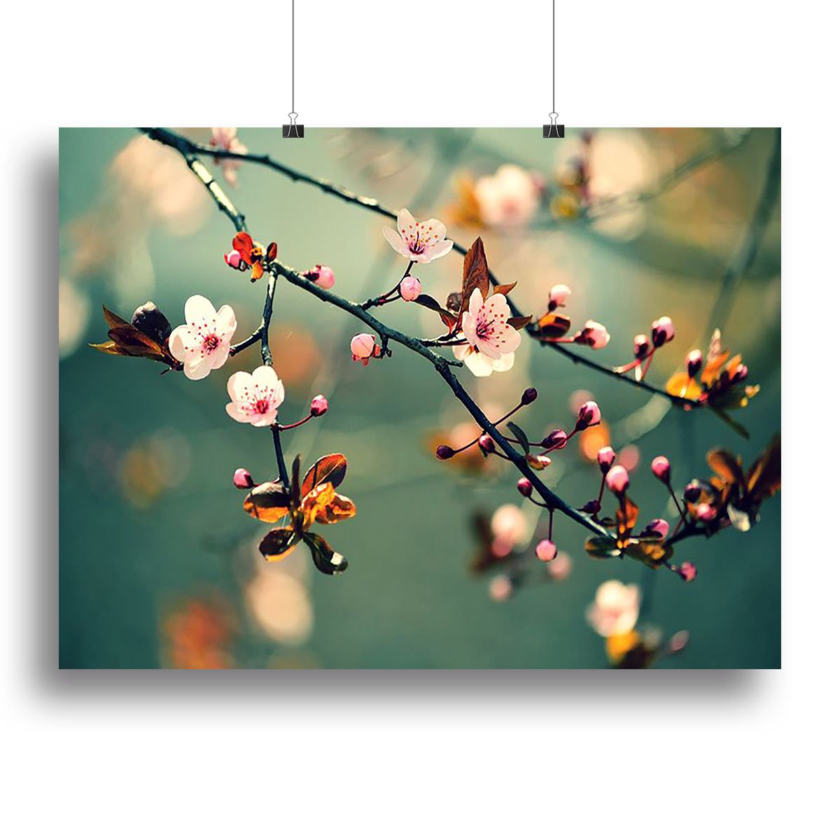 Beautiful flowering Japanese cherry Canvas Print or Poster