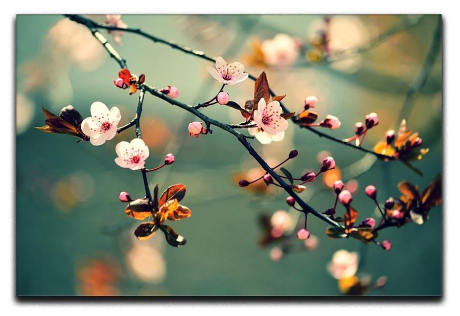 Beautiful flowering Japanese cherry Canvas Print or Poster  - Canvas Art Rocks - 1