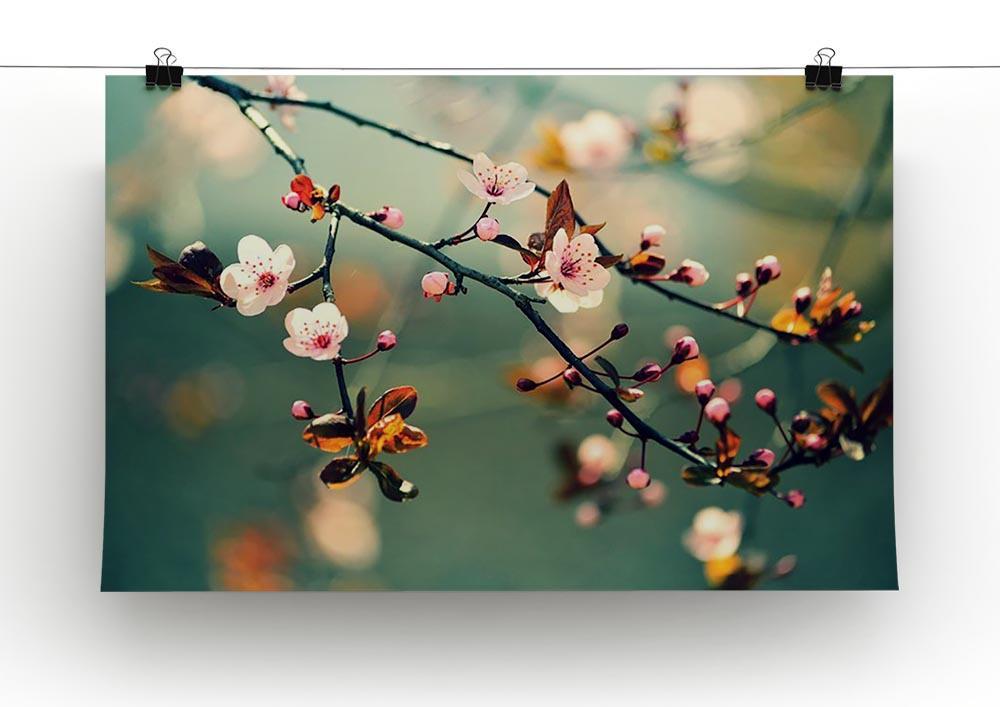 Beautiful flowering Japanese cherry Canvas Print or Poster - Canvas Art Rocks - 2