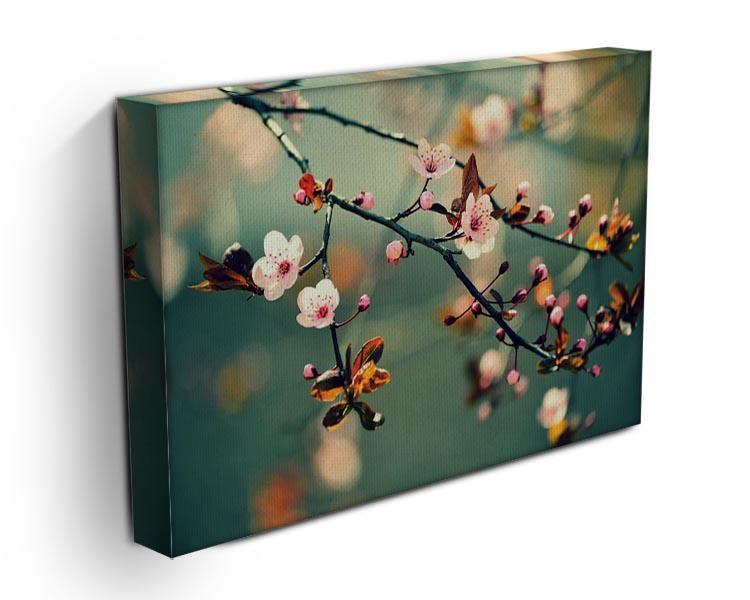 Beautiful flowering Japanese cherry Canvas Print or Poster - Canvas Art Rocks - 3