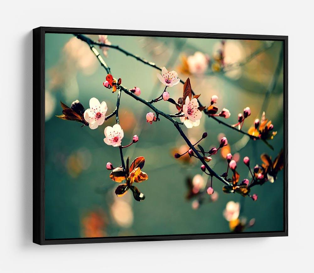 Beautiful flowering Japanese cherry HD Metal Print