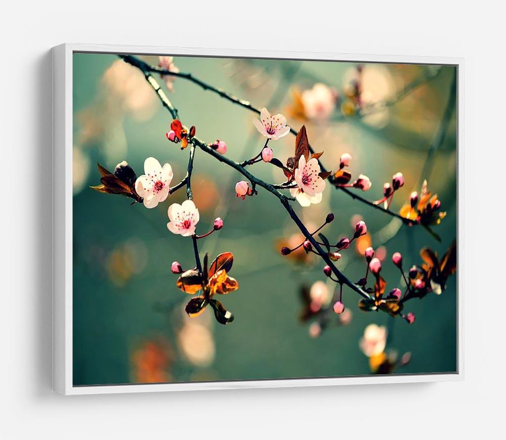 Beautiful flowering Japanese cherry HD Metal Print