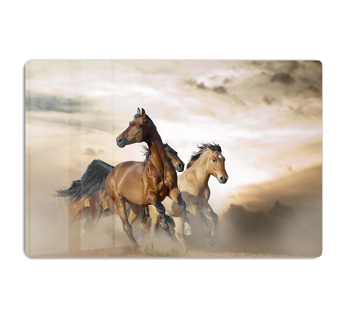 Beautiful horses of different breeds HD Metal Print - Canvas Art Rocks - 1