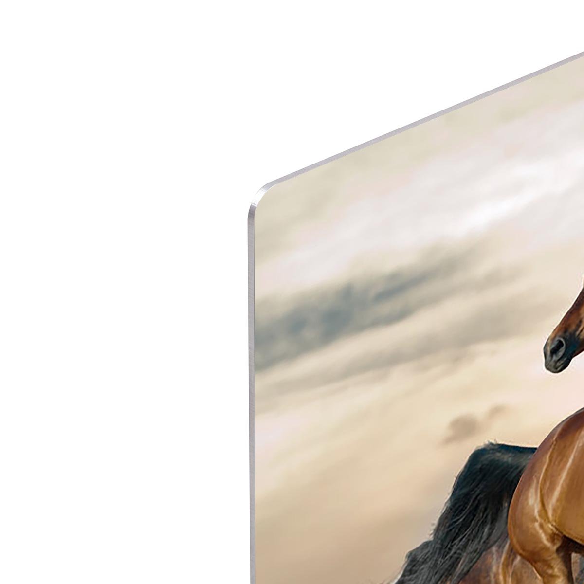 Beautiful horses of different breeds HD Metal Print - Canvas Art Rocks - 4