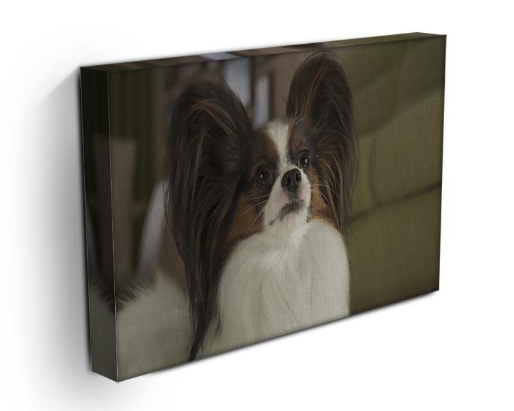 Beautiful male dog Papillon Canvas Print or Poster - Canvas Art Rocks - 3