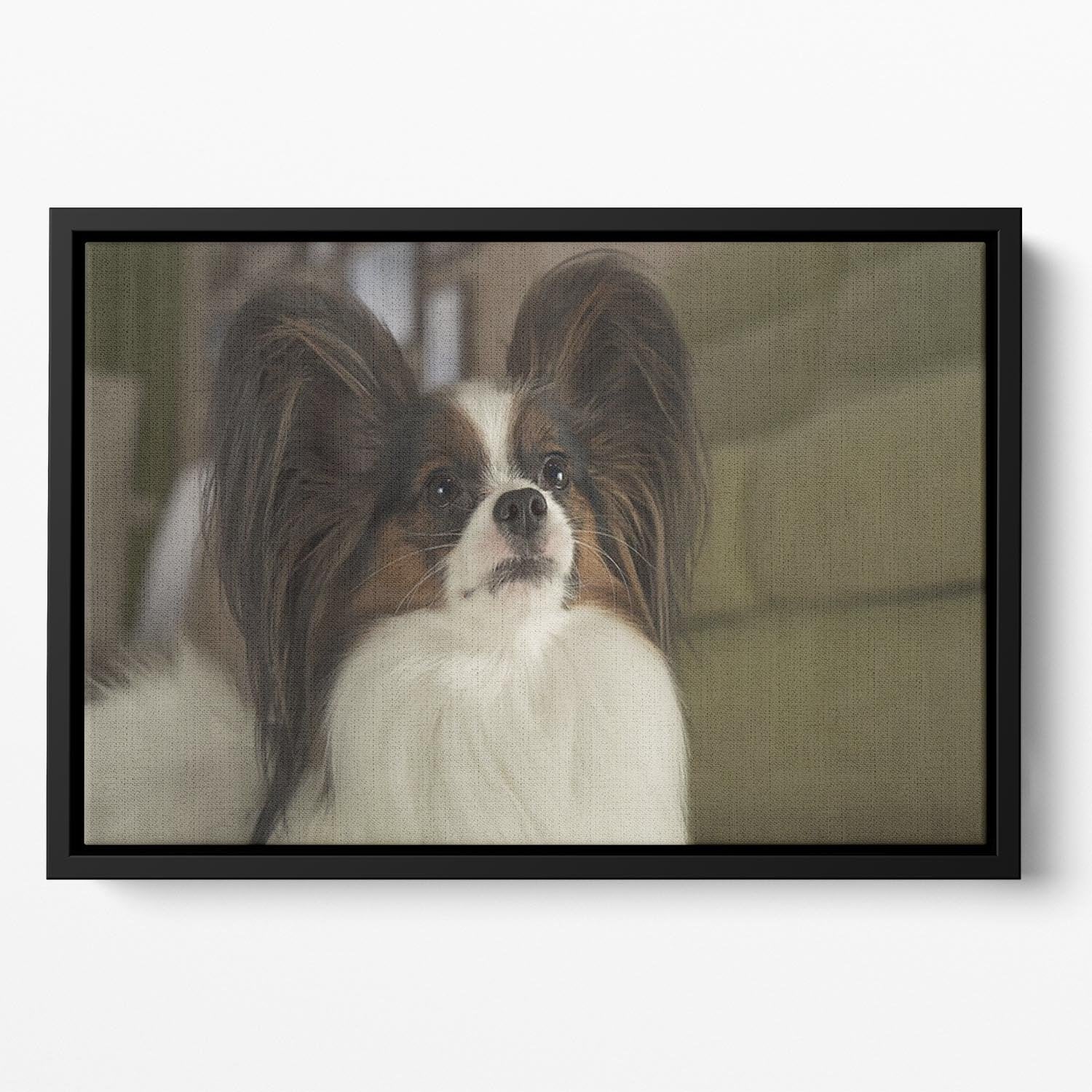 Beautiful male dog Papillon Floating Framed Canvas - Canvas Art Rocks - 2