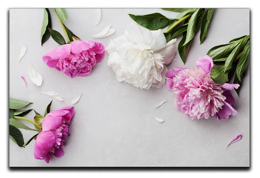 Beautiful pink and white peony flowers Canvas Print or Poster  - Canvas Art Rocks - 1