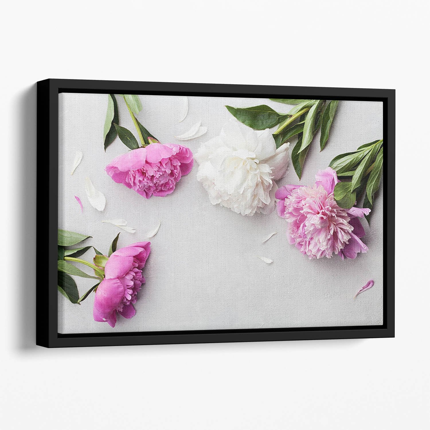 Beautiful pink and white peony flowers Floating Framed Canvas