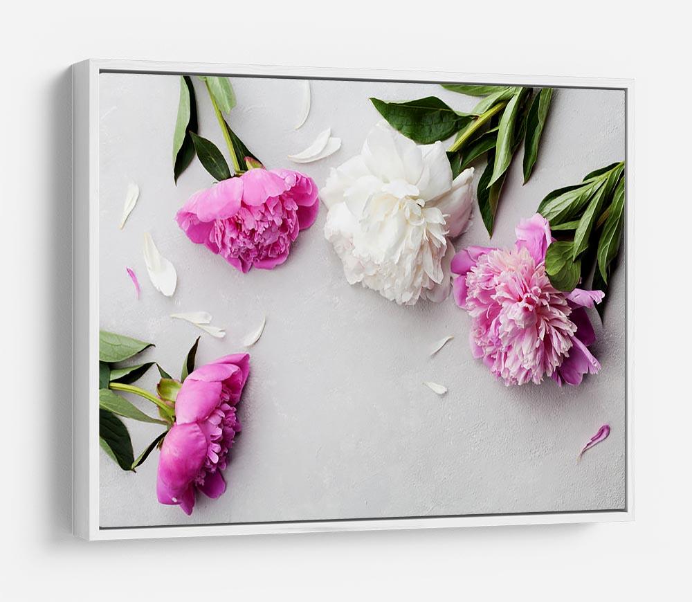 Beautiful pink and white peony flowers HD Metal Print