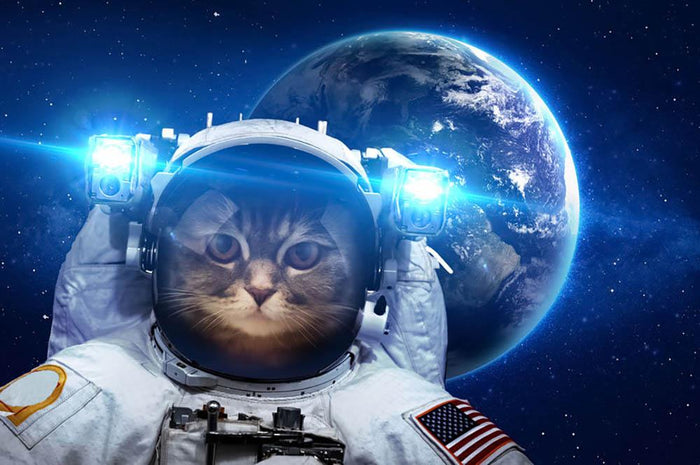 Beautiful tabby cat in outer space Wall Mural Wallpaper