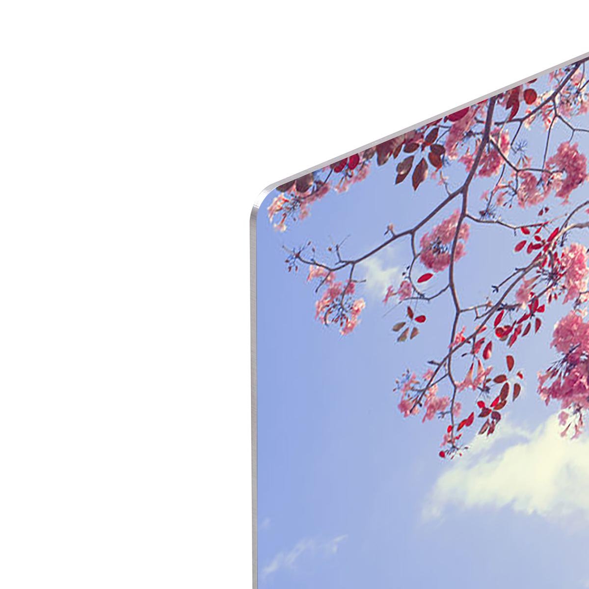 Beautiful tree pink flower in spring HD Metal Print