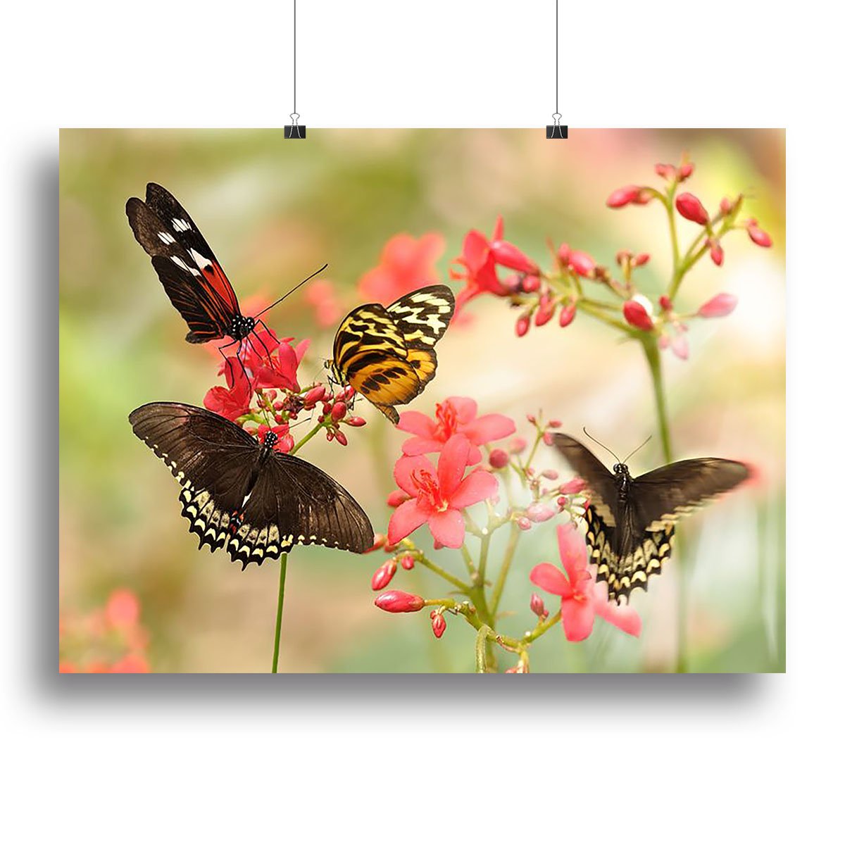 Beautiful tropical butterflies on a red flowers Canvas Print or Poster