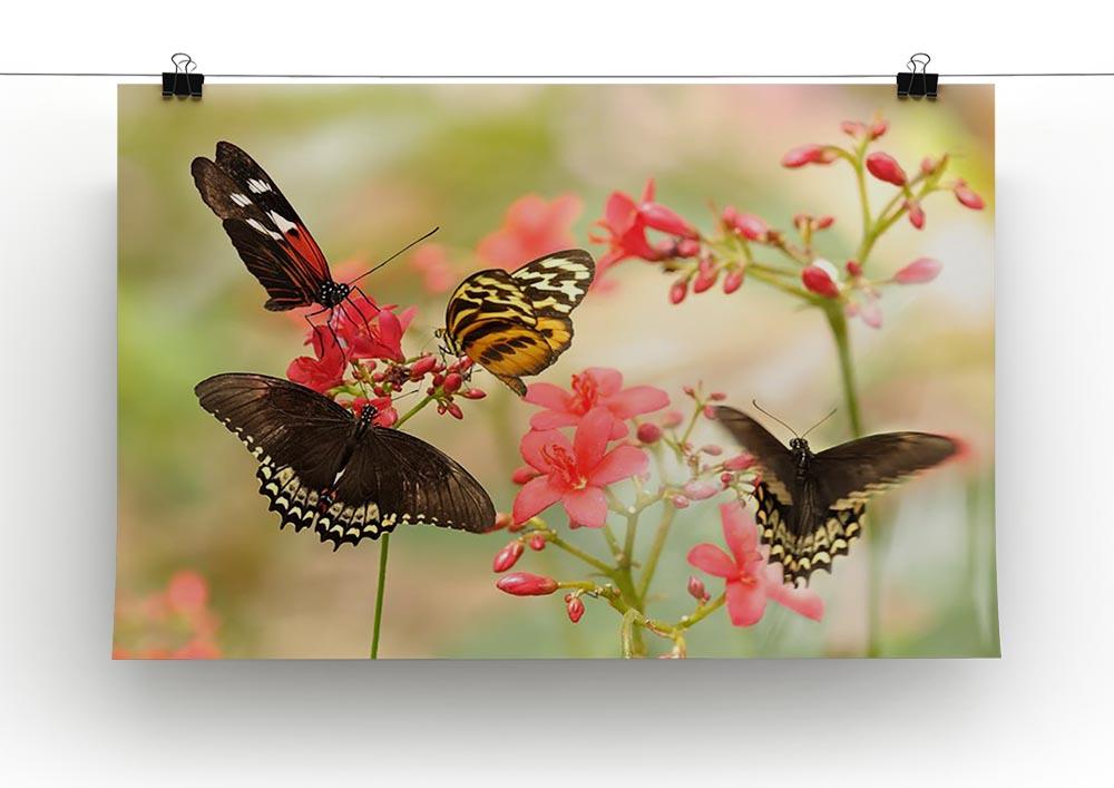 Beautiful tropical butterflies on a red flowers Canvas Print or Poster - Canvas Art Rocks - 2
