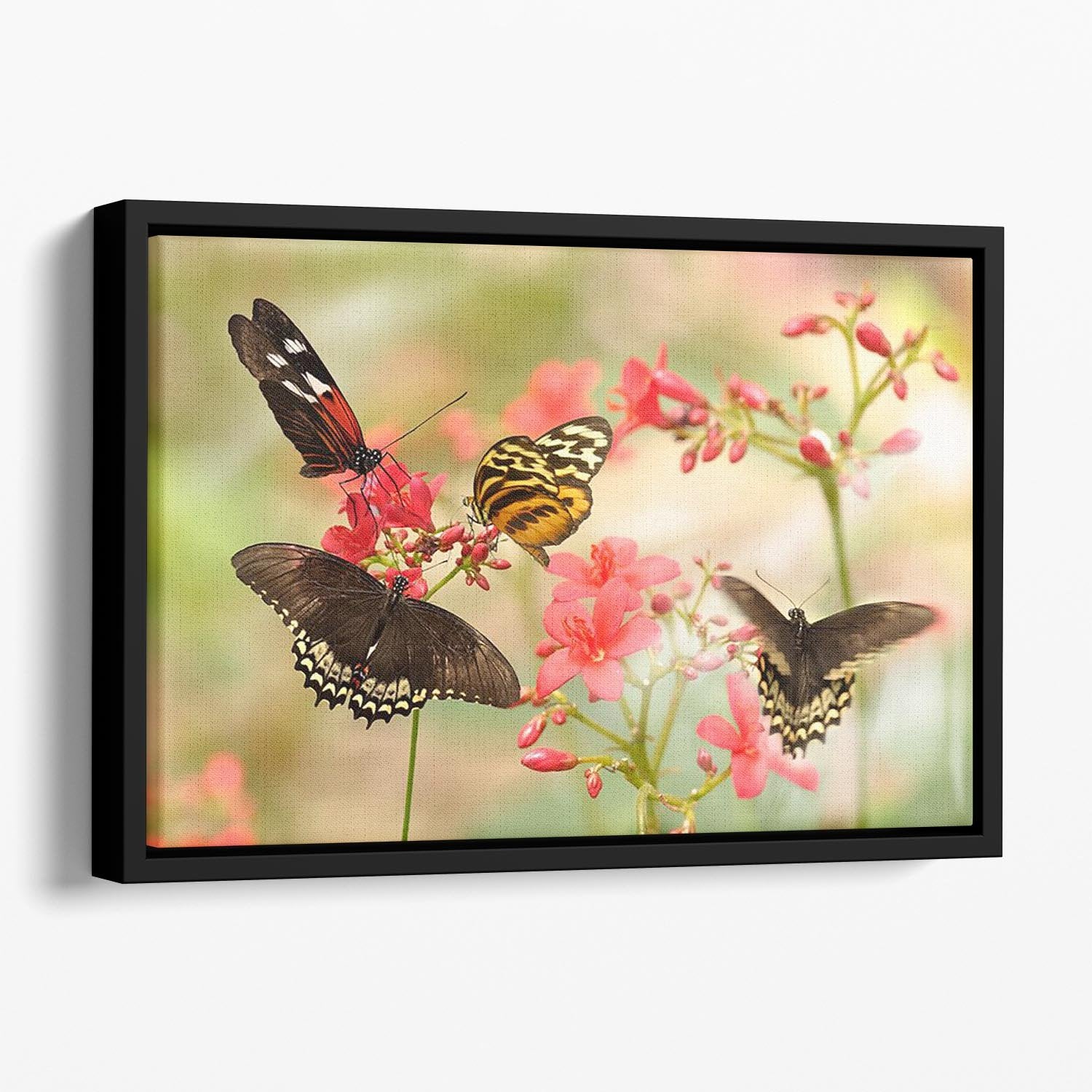 Beautiful tropical butterflies on a red flowers Floating Framed Canvas - Canvas Art Rocks - 1