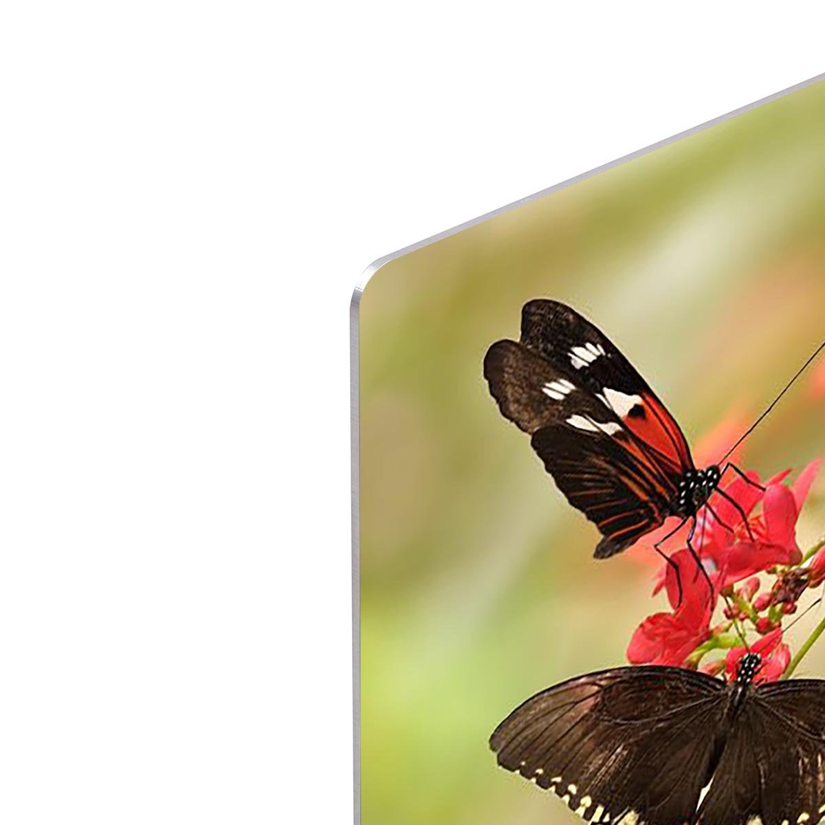 Beautiful tropical butterflies on a red flowers HD Metal Print - Canvas Art Rocks - 4